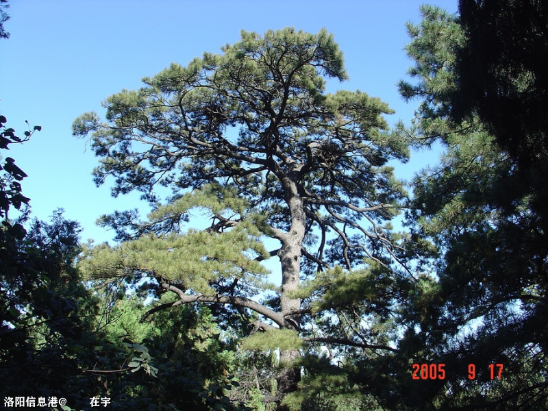 香山青松图 027.jpg