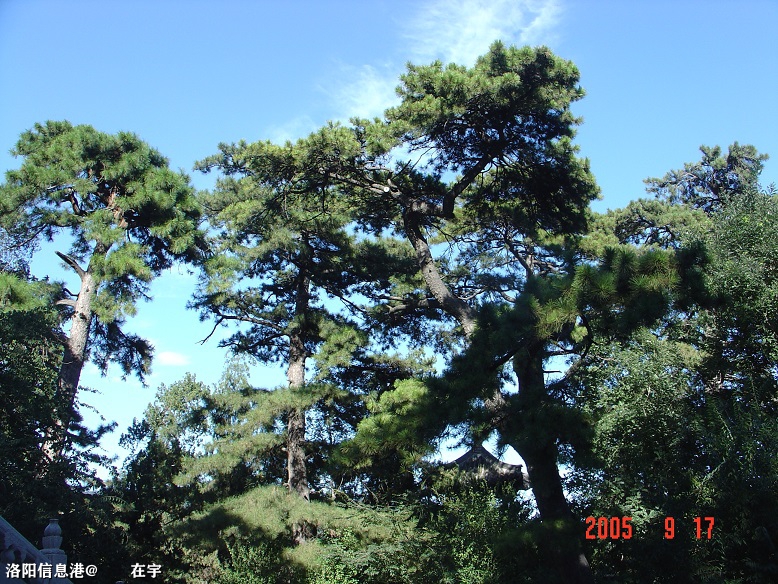 香山青松图 034.jpg