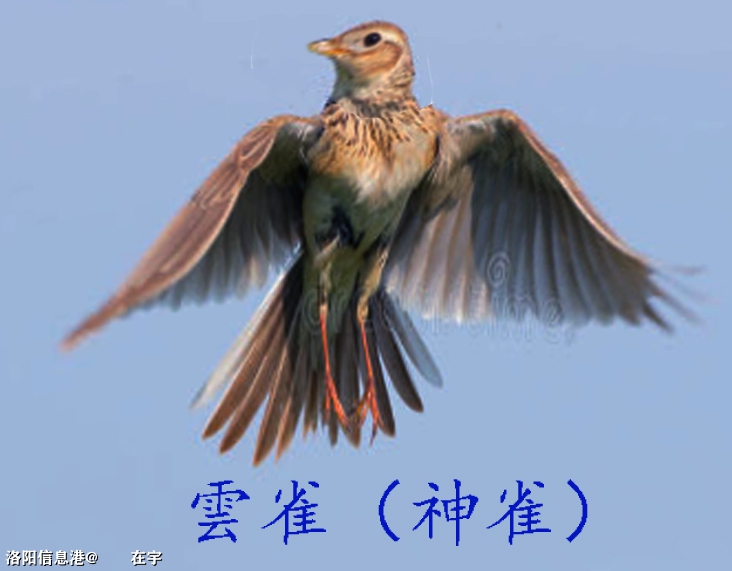 云雀（神雀）5.jpg