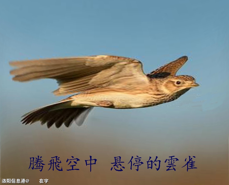 腾飛空中 悬停的雲雀.jpg