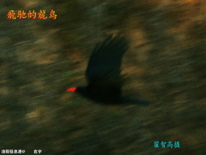 飞驰的龍鸟3-1.jpg