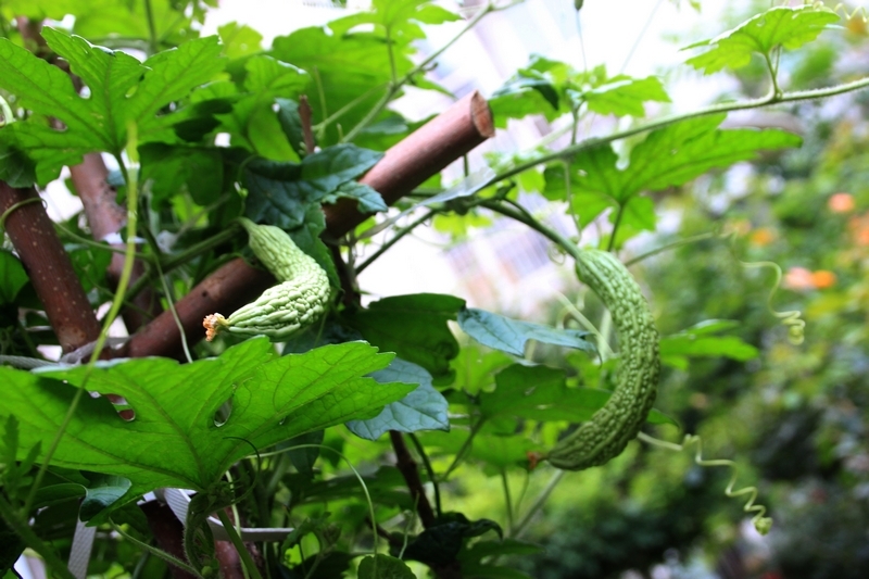 菜地随拍：苦瓜3.jpg