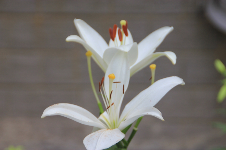小区里的百合花随拍2.jpg