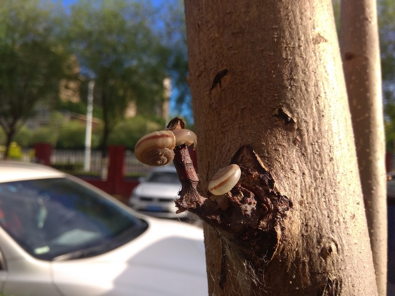 手机雨后蜗牛随拍3.jpg