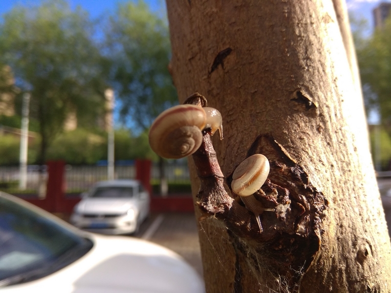 手机雨后蜗牛随拍4.jpg