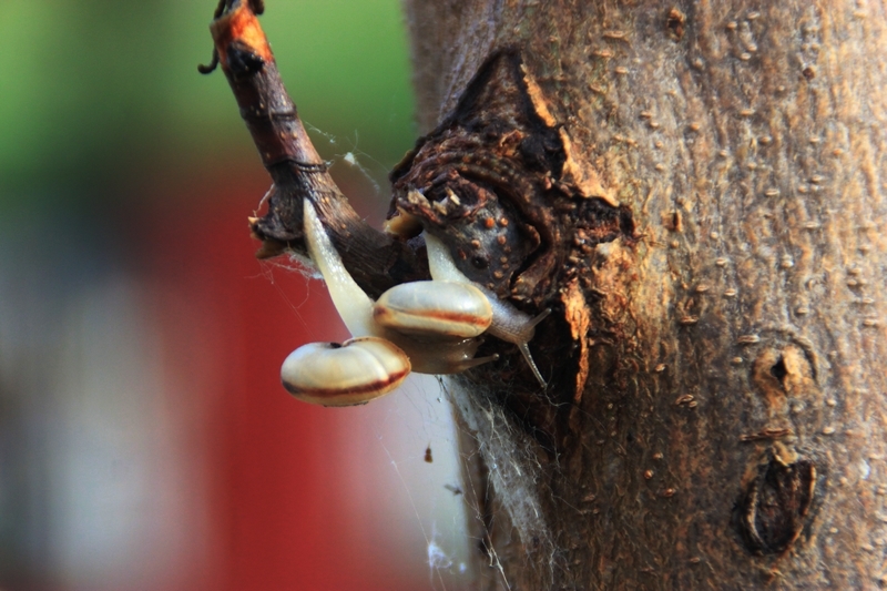 手机雨后蜗牛随拍5.jpg