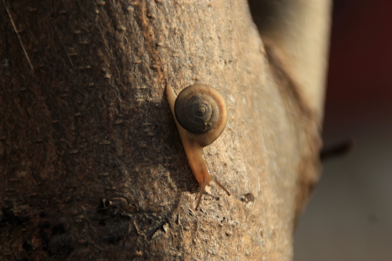 手机雨后蜗牛随拍7.jpg