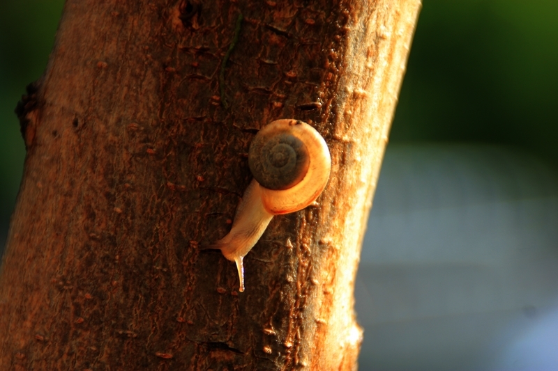 手机雨后蜗牛随拍9.jpg