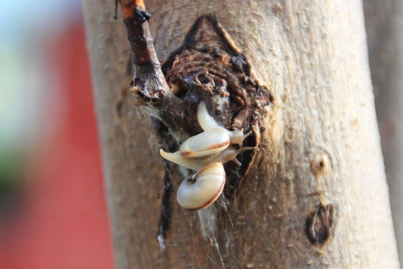 手机雨后蜗牛随拍6.jpg