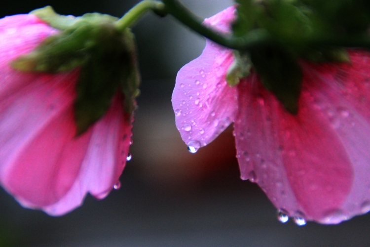 雨后芙蓉葵2.jpg