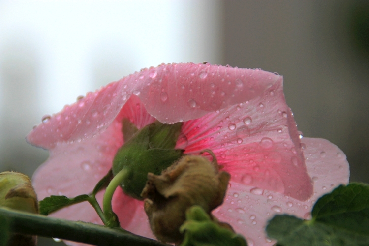 雨后芙蓉葵4.jpg