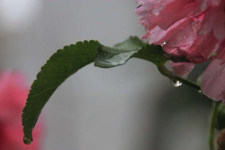 雨后芙蓉葵6.jpg