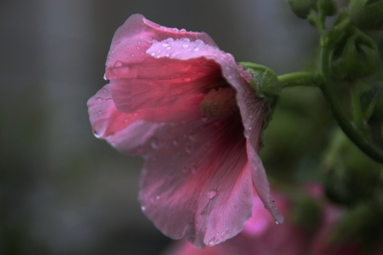 雨后芙蓉葵5.jpg