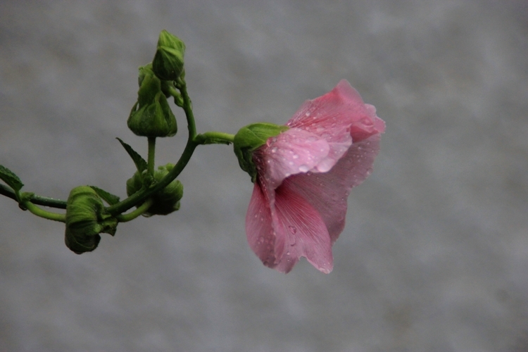 雨后芙蓉葵9.jpg