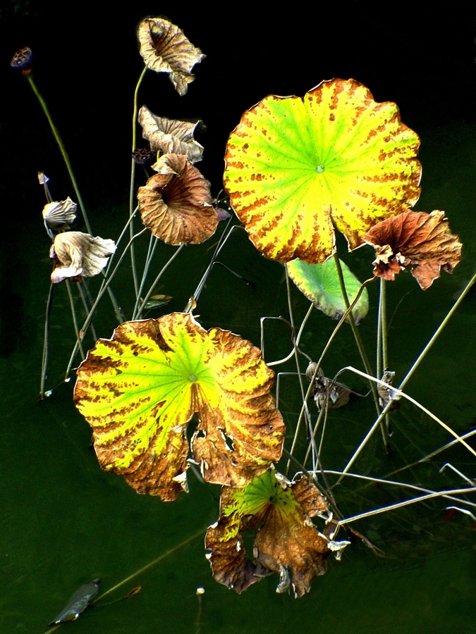 DSC00464 副本_副本_副本.jpg