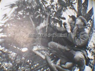 观察所倚树观察