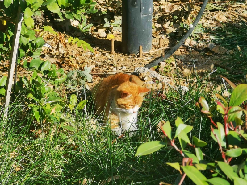 晒太阳的大橘