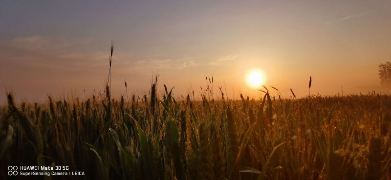 麦田日出.jpg