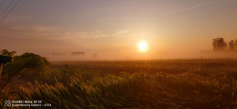 麦田日出1.jpg