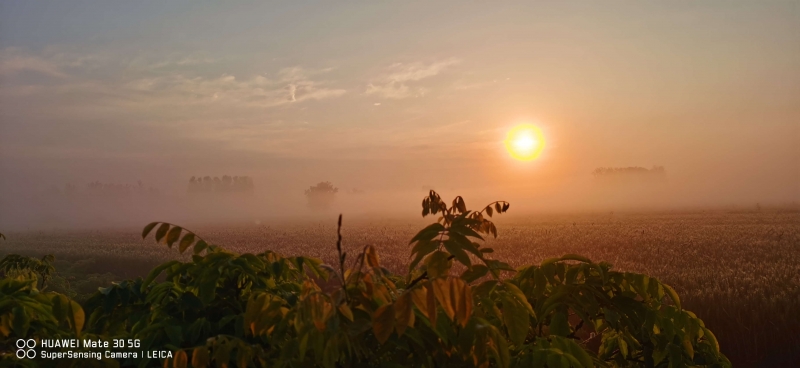 麦田日出2.jpg