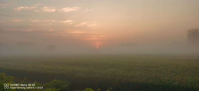 麦田日出3.jpg