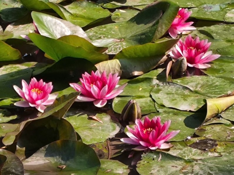 照片帖（2223）隋唐城遗址植物园里的睡莲正盛开