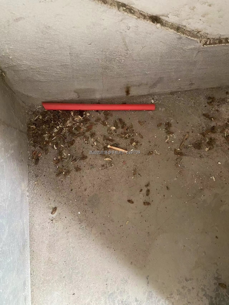 楼道6楼的死蟑螂