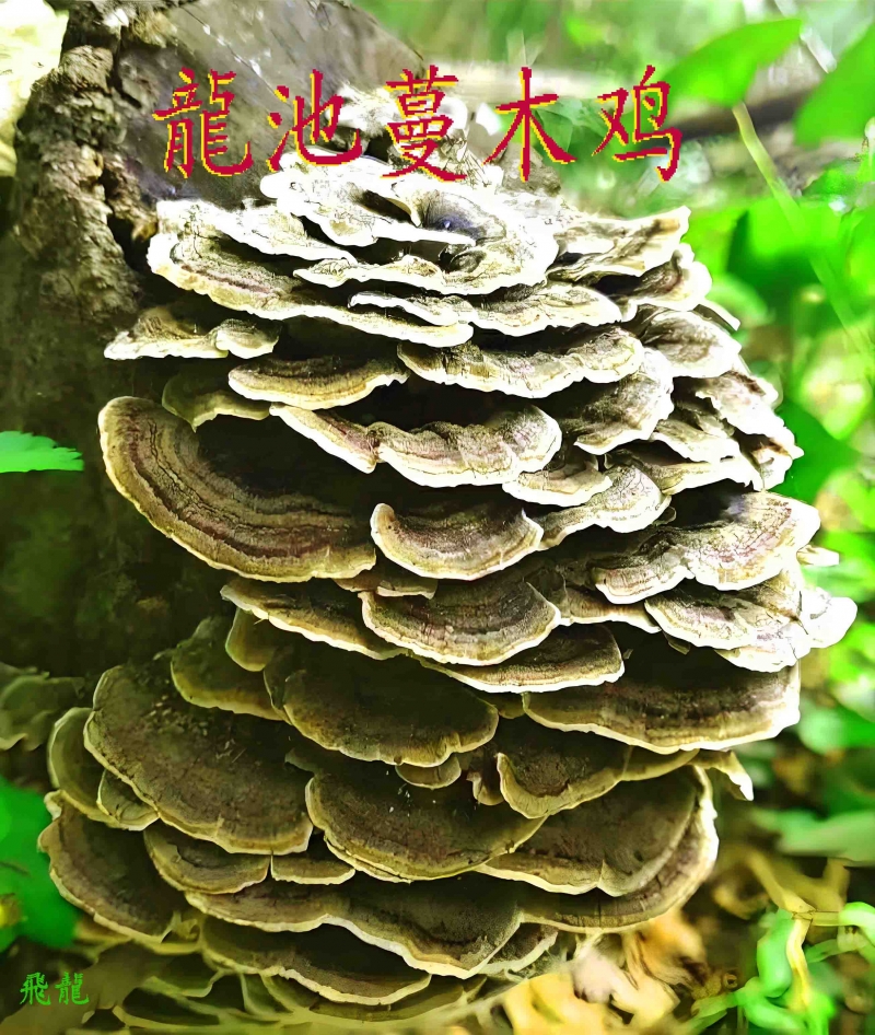 龙池蔓天然的美味抗癌菌类.jpg