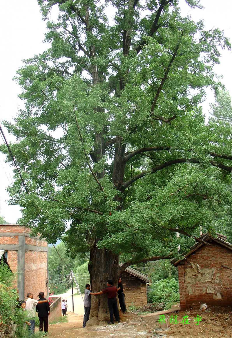 嵩县龙池蔓千年银杏树1.jpg