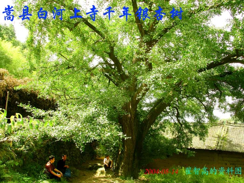 洛阳嵩县白河龙池蔓上寺村千年银杏树.jpg