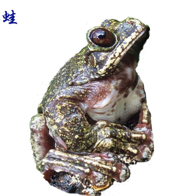 拉布树蛙.jpg