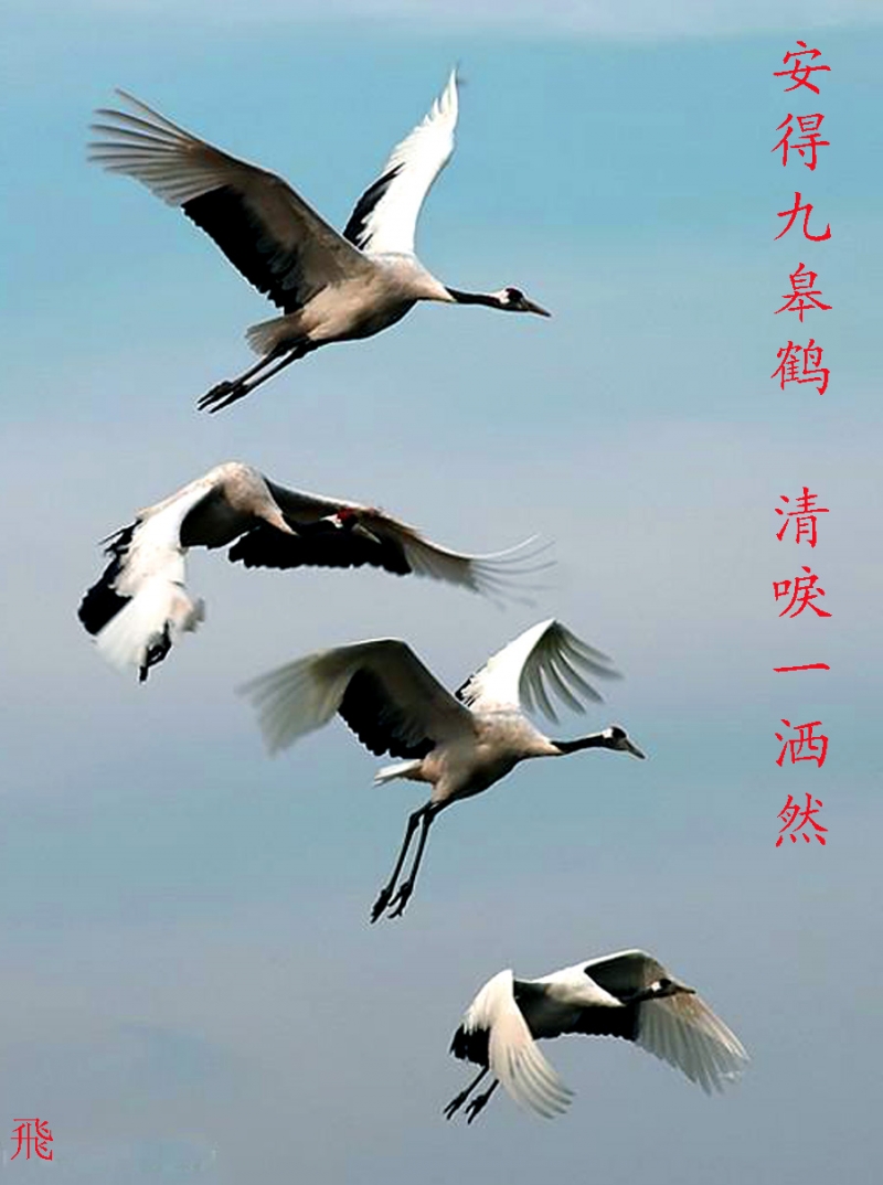 鹤鸣九皋声闻于天 (2).jpg