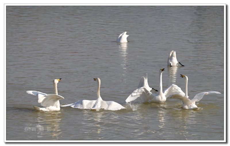 黄河苍龙天鹅湖