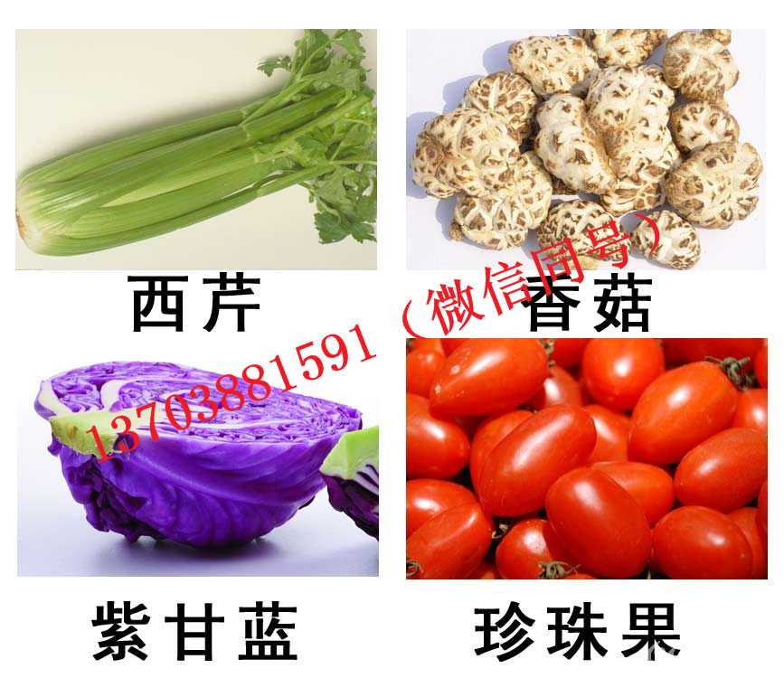 蔬菜集装箱菜品E.jpg