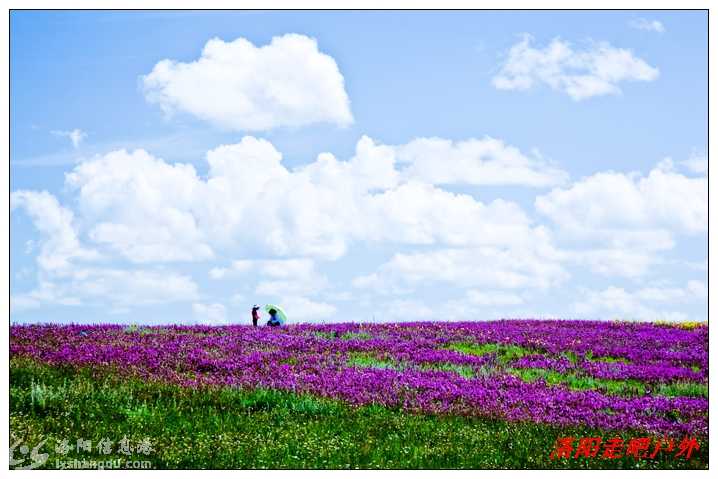Sichuanruoergaigrasslandflowersea.jpg