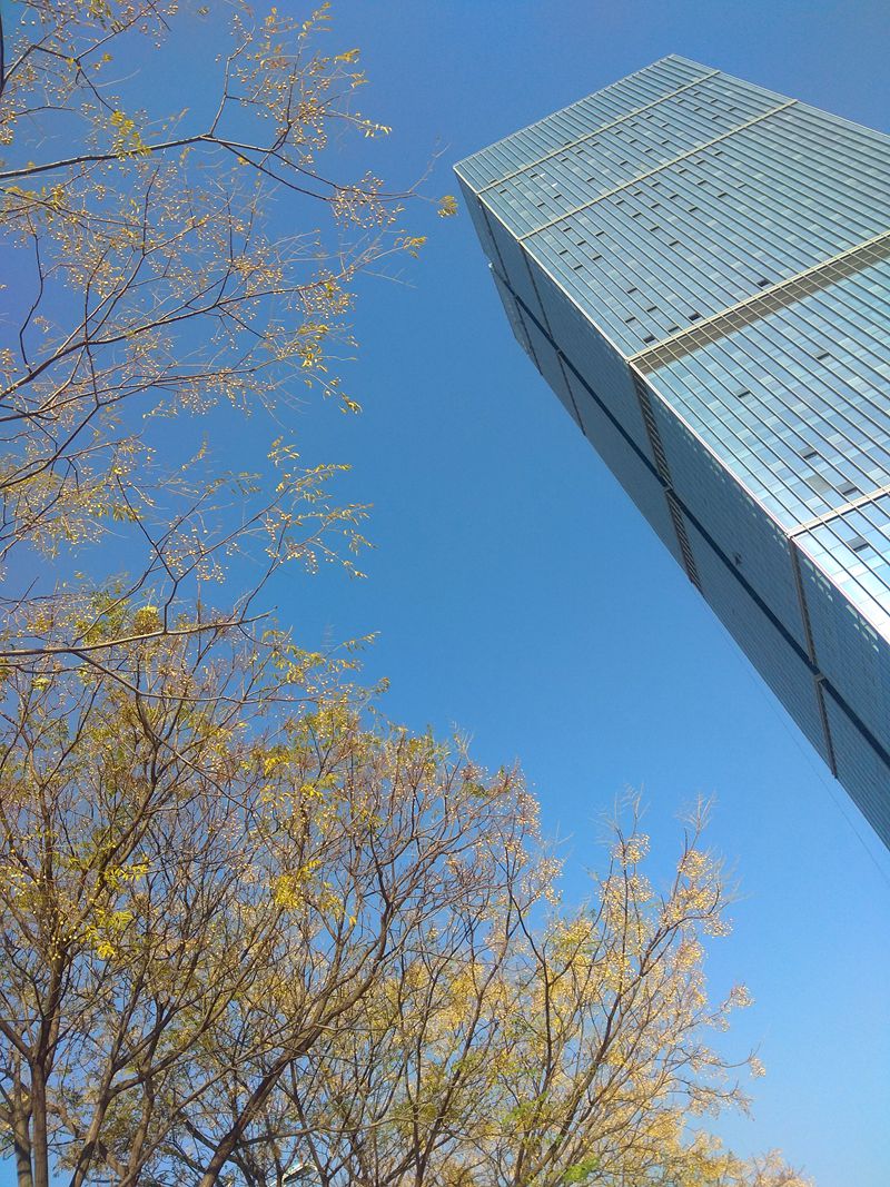 手机拍摄：楝果满树楼高高，寒风习习天蓝蓝1.jpg
