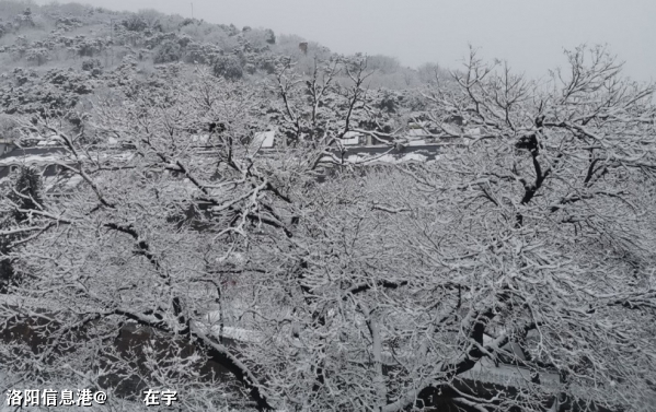 今日小寒，北京的雪景.jpg