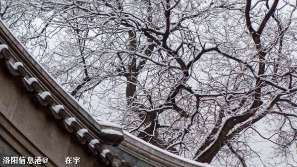 今日小寒，北京的雪树1.jpg