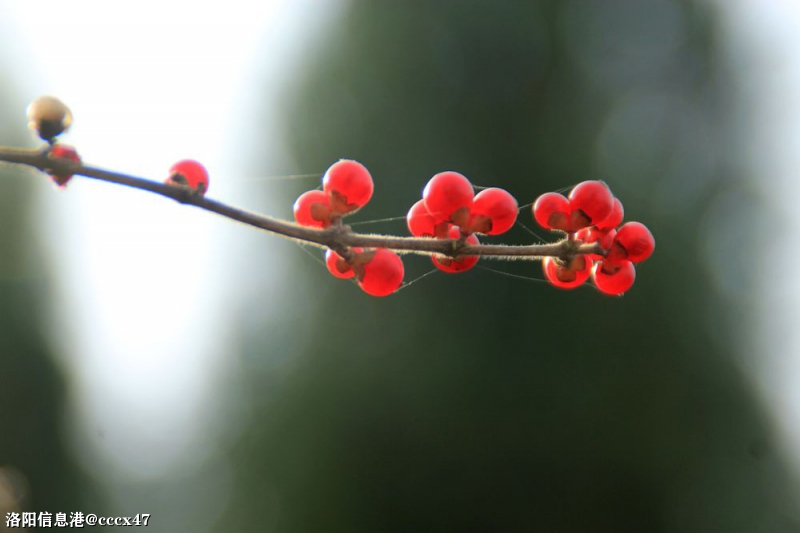 红果一组迎春到3.jpg