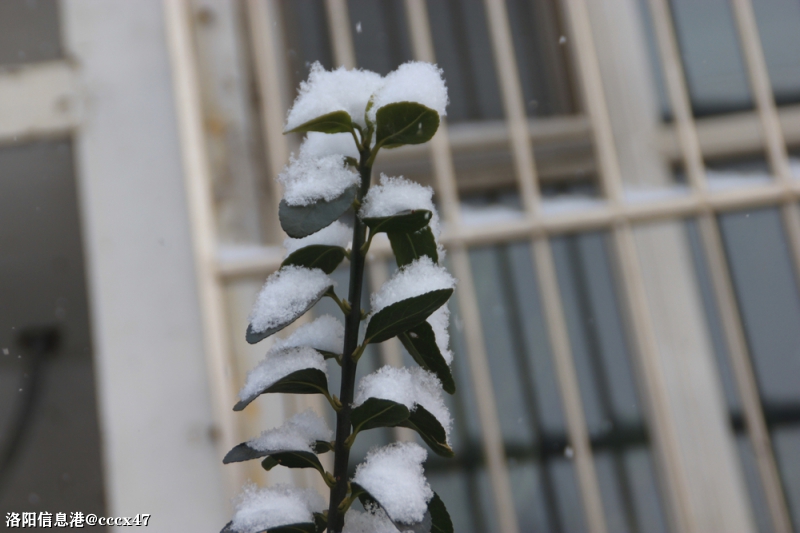 飞雪迎春到，小区景色美29.jpg