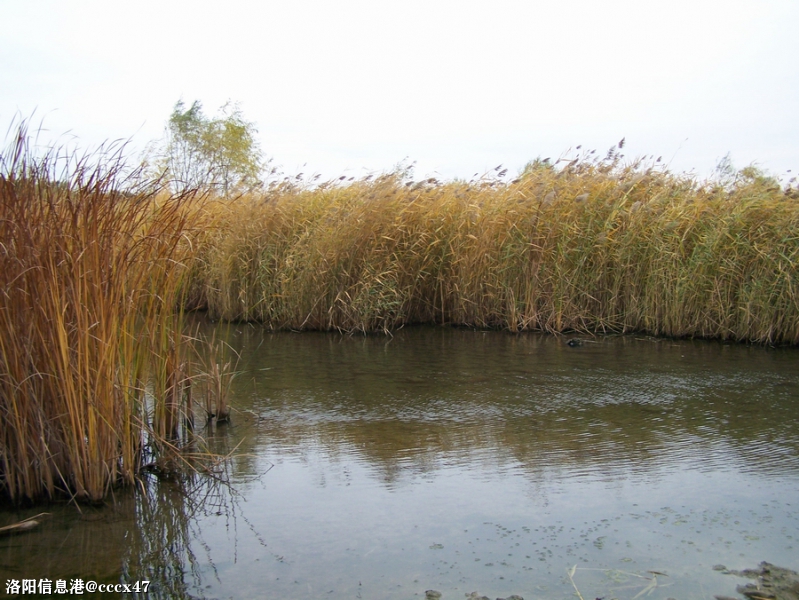 秋天的记忆：深秋到芦苇黄5.jpg