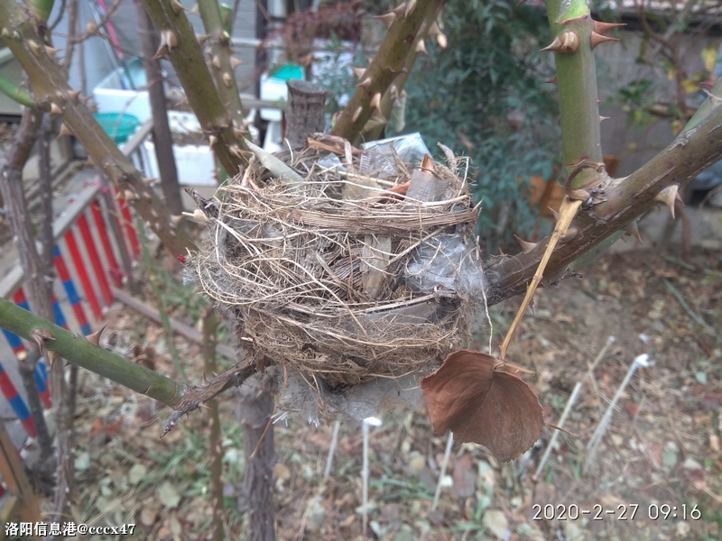 手机拍摄：月季枝中一鸟窝4.jpg