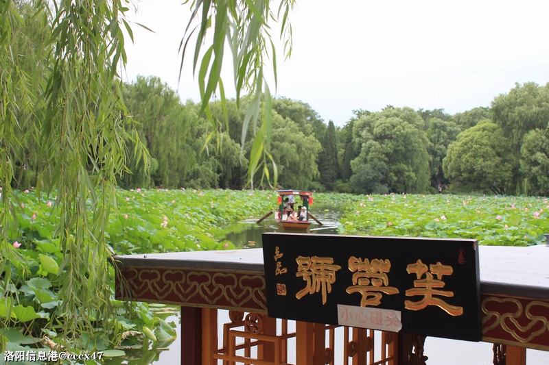 荷塘里的游船1.jpg