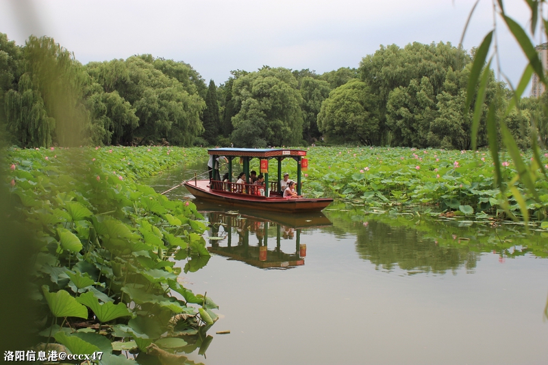 荷塘里的游船2.jpg