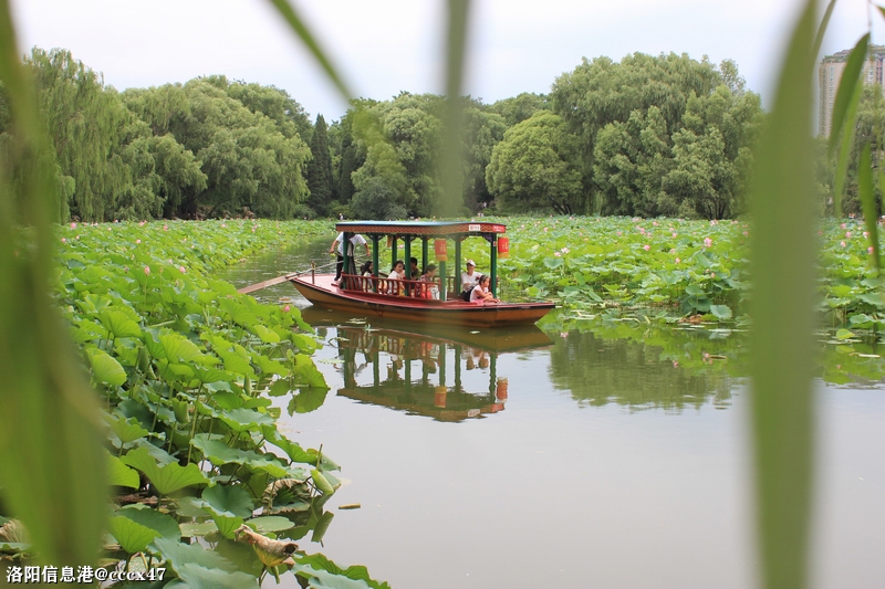 荷塘里的游船3.jpg