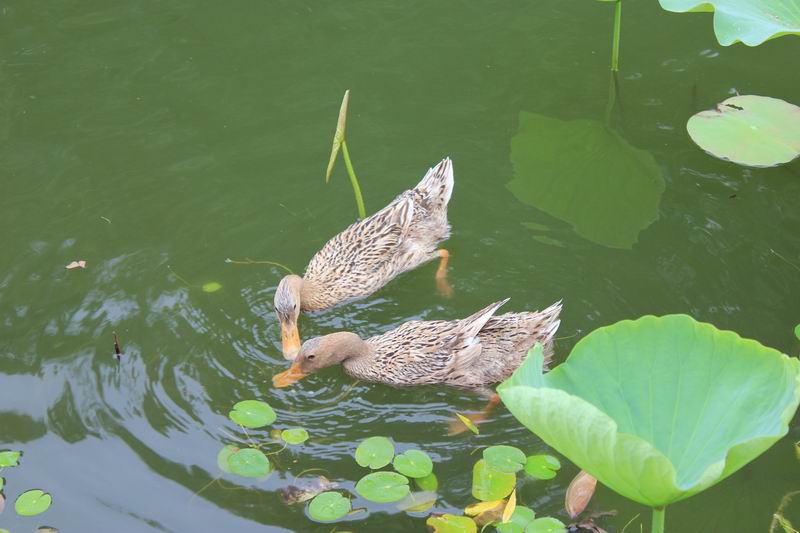 鸭戏荷塘2.jpg