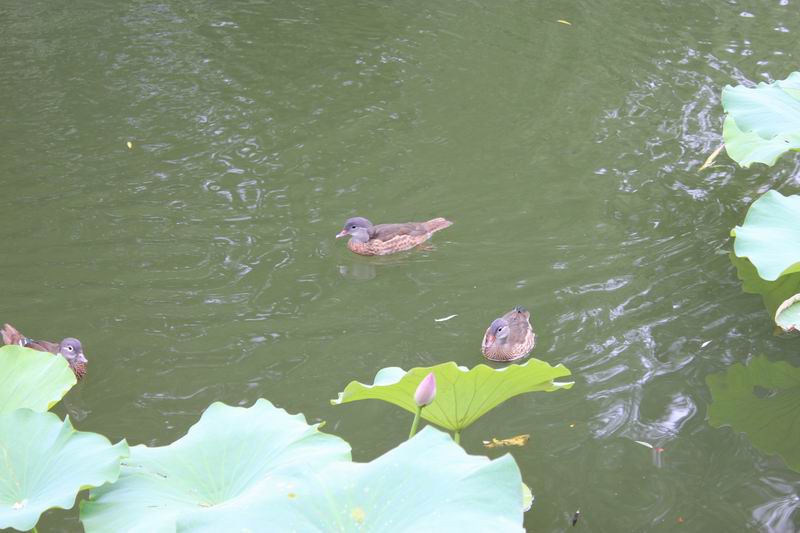 鸭戏荷塘4.jpg