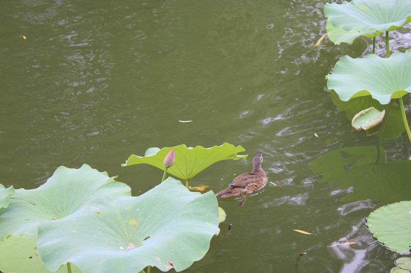 鸭戏荷塘5.jpg
