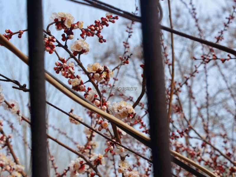 2020年3月6日二月十三杏花开 鸟语花香2.jpg