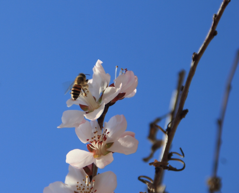 花开引来蜂采蜜5.jpg